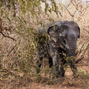 sri lanka elephant
