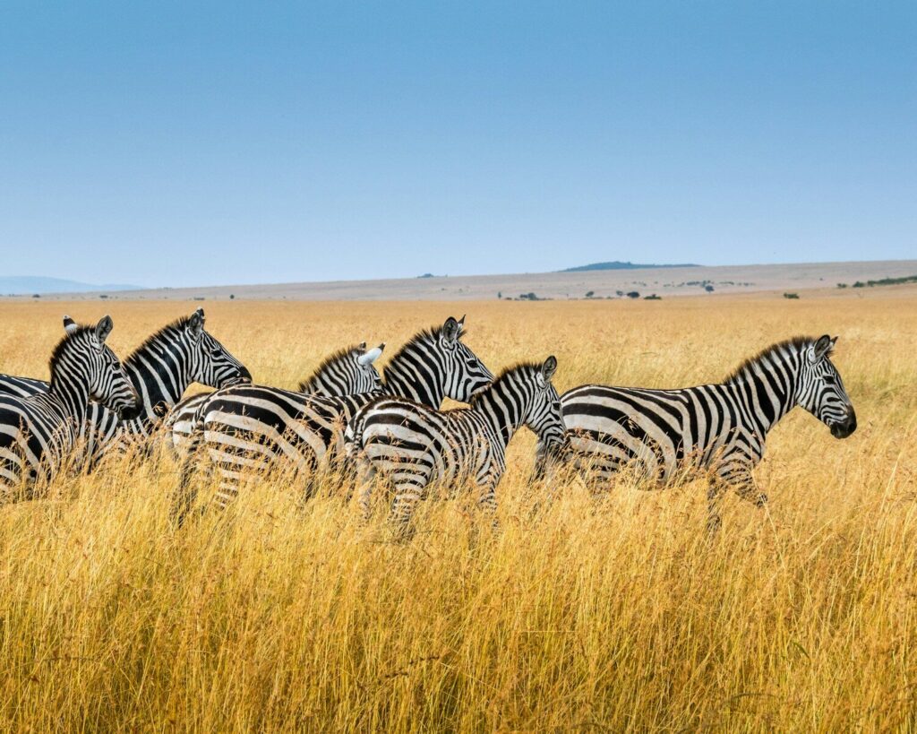Safari in Africa