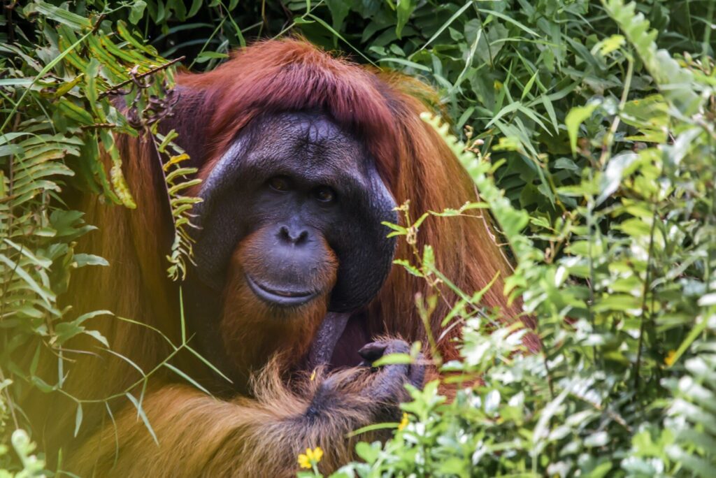 Monkey, Borneo
