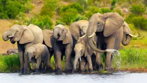 Elephants, Hwange National Park