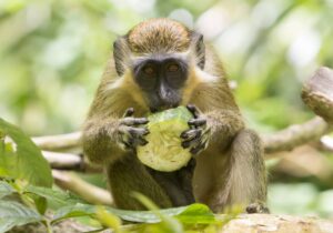 Monkey in Barbados