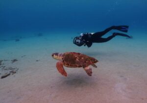 Swimming with turtles in Barbados