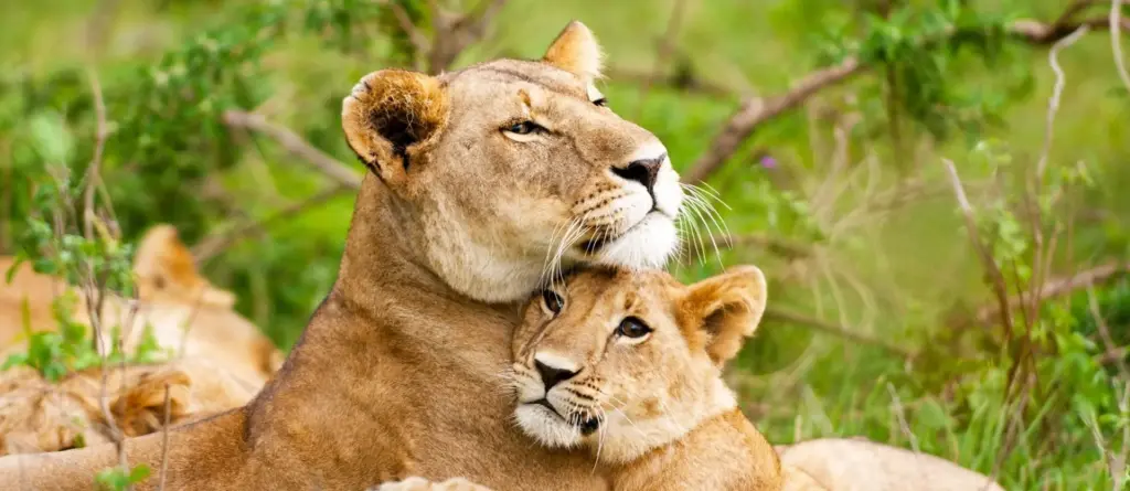 Lionesses Safari