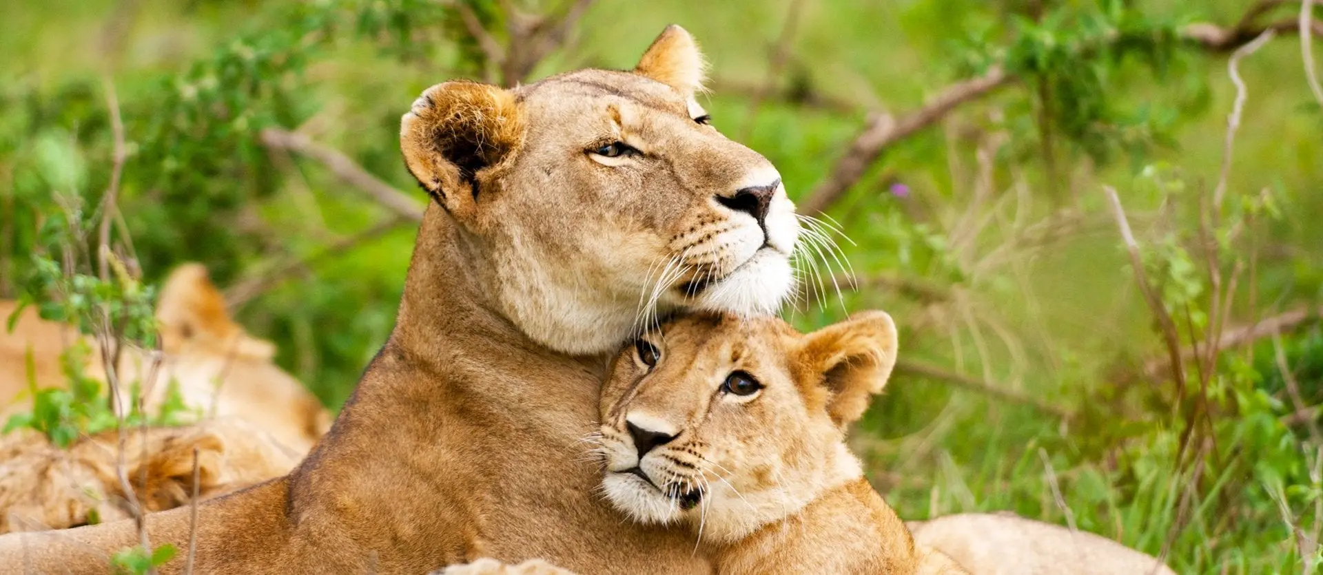 Lionesses Safari