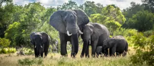 Elephants Safari