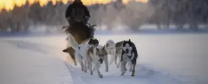 Huskies lapland