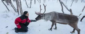 Reindeer Lapland
