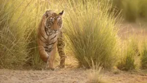 Tigers in India