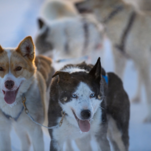 Huskies amd Sled